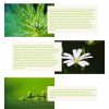 Dr. Sigmund - Wordpress Theme